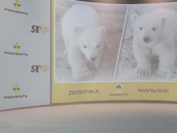 Вилюй и Яна: стали известны имена двух белых медвежат из Якутии