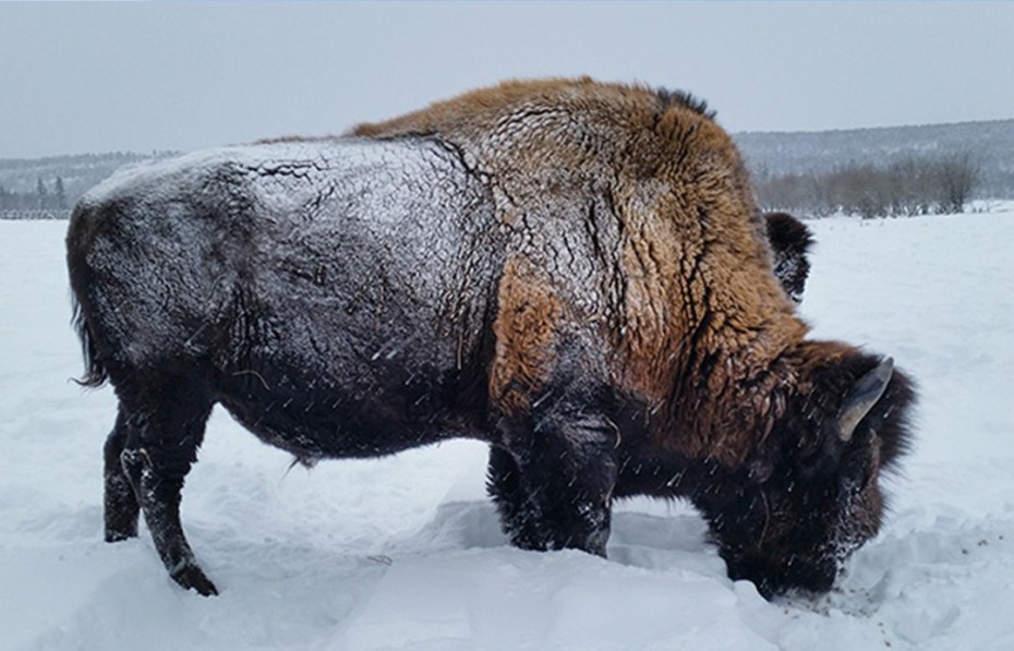 Русский бизон. Лесной Бизон (в Канаде) (Bison Bison athabascae). Бизонарий Усть-Буотама. Лесной Бизон в Якутии. Бизон в Якутии фото.